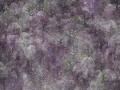 Iberis-Art.-410-35-2101.jpg