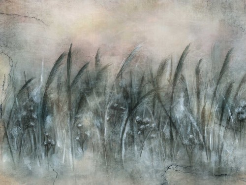 Canna Art. 535 32 2201.jpg