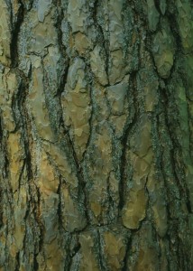 fototapeta Rasch 890655 Magic Walls