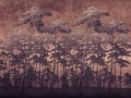 secret forest rust_s.jpg